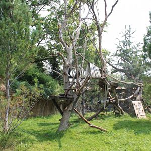 Red Panda & Reeve's Muntjac Exhibit - Asian Highlands