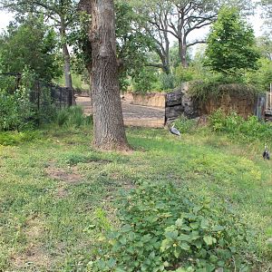 White-Naped Crane Exhibit - Asian Highlands