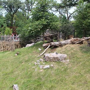 Tufted Deer Exhibit - Asian Highlands