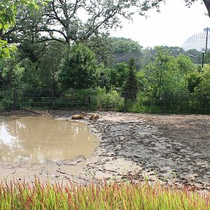 Indian Rhino & Père David's Deer Exhibit - Asian Highlands