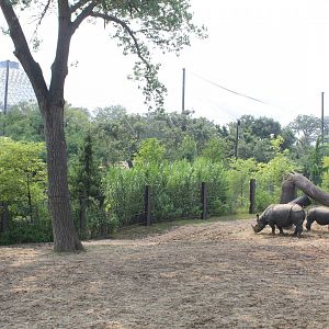 Indian Rhino & Père David's Deer Exhibit (Simmons Aviary & Desert Dome in the Background) - Asian Highlands
