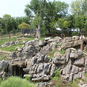 Sichuan Takin & Chinese Goral Exhibit - Asian Highlands