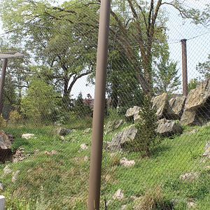 Snow Leopard Exhibit - Asian Highlands