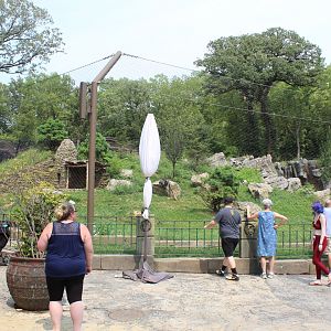 Amur Tiger Exhibit - Asian Highlands