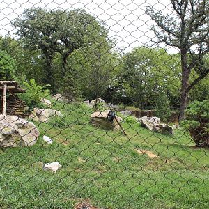 Amur Tiger Exhibit - Asian Highlands