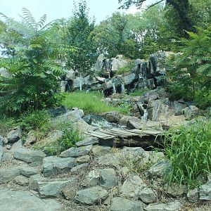 Amur Tiger Exhibit - Asian Highlands