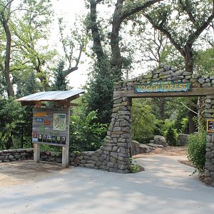 Foggy Forest - Asian Highlands