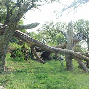 Sloth Bear Exhibit - Asian Highlands