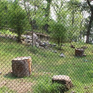 Sloth Bear Exhibit - Asian Highlands