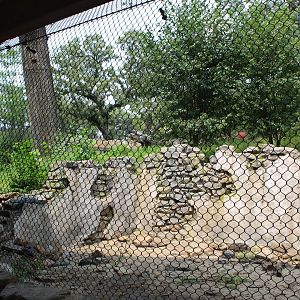 Sloth Bear Exhibit - Asian Highlands