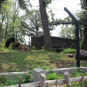 Sloth Bear Exhibit - Asian Highlands