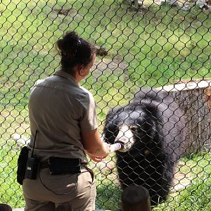 Sloth Bear Training - Asian Highlands