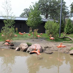 Flamingo Exhibit - Simmons Aviary