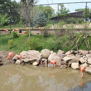 Flamingo Exhibit - Simmons Aviary Overview
