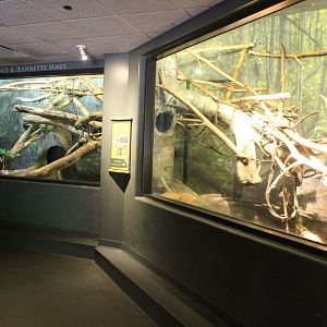 Mongoose Lemur Exhibit - Expedition Madagasca