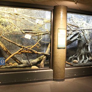 Crested Coua Exhibit - Expedition Madagasca