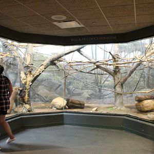 Ring-tailed Lemur, Common Brown Lemur & Mongoose Lemur Exhibit - Exhibition Madagascar