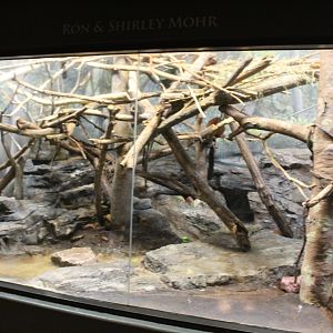 Red Ruffed Lemur, Common Brown Lemur Exhibit - Exhibition Madagascar