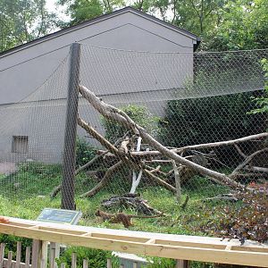 Fossa Exhibit - Exhibition Madagascar