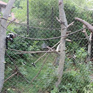 Black and White Ruffed Lemur Exhibit - Exhibition Madagascar