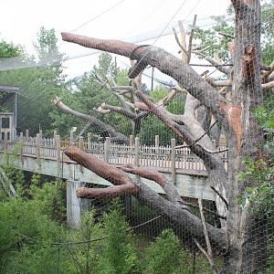 Red-Ruffed Lemur & Black and White Ruffed Lemur Walkthrough Exhibit - Expedition Madagascar