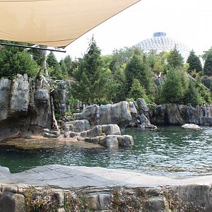 California Sea Lion & Harbor Seal Exhibit - Sea Lion Shores