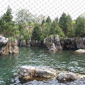California Sea Lion & Harbor Seal Exhibit - Sea Lion Shores