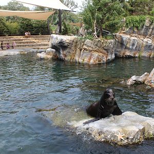 California Sea Lion & Harbor Seal Exhibit - Sea Lion Shores