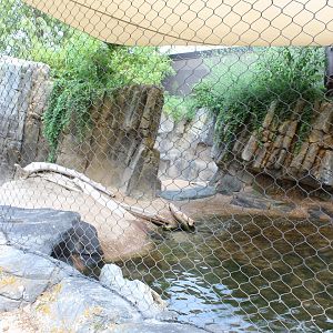 California Sea Lion & Harbor Seal Pupping Beach - Sea Lion Shores