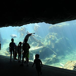 California Sea Lion & Harbor Seal Underwater Viewing - Sea Lion Shores