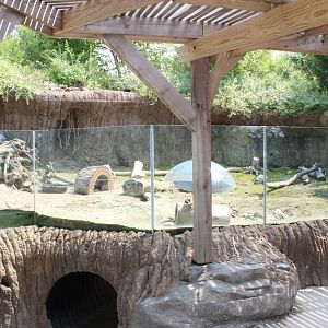 Black-Tailed Prairie Dog Exhibit - Children's Adventure Trails