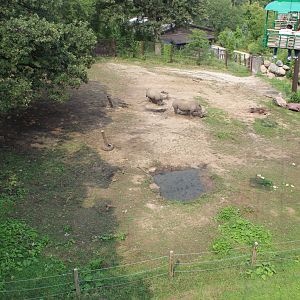 White Rhino Exhibit - African Grasslands (View from Skyfari)
