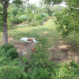 Eastern Bongo & Blue Crane Exhibit - African Grasslands (View from Skyfari)