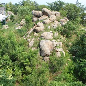 Lion Exhibit - African Grasslands (View from Skyfari)