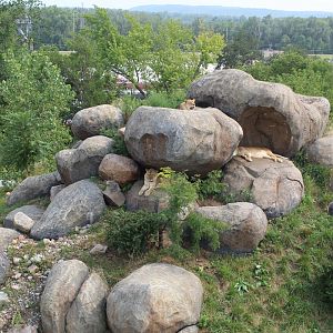 Lion Exhibit - African Grasslands (View from Skyfari)