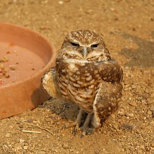 Burrowing Owl