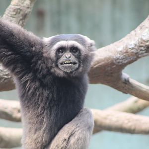 Mueller's Gibbon Showing Off