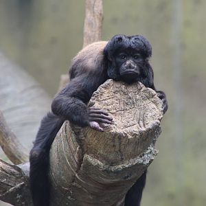Red-Backed Bearded Saki at Rest
