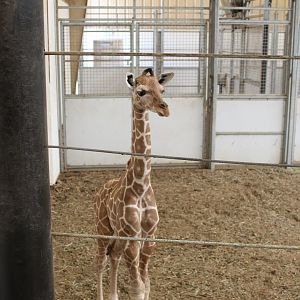 Giraffe Calf (Less Than Two Weeks Old)