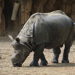 Indian Rhino