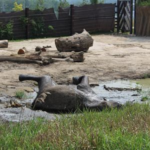 Elephant Mud Bath