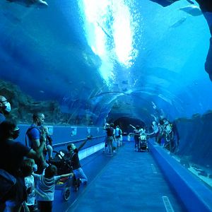 Ocean Voyager Tunnel - Aug. 2021