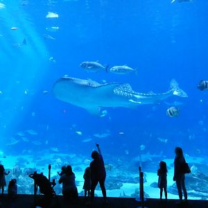 Ocean Voyager - Aug. 2021