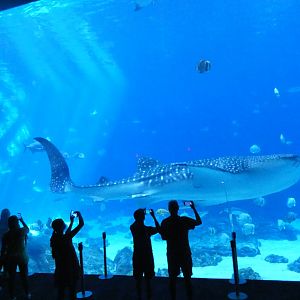 Ocean Voyager - Aug. 2021