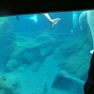Beluga Habitat (Main View), Cold Water Quest - Aug. 2021