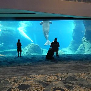 Beluga Habitat (View From Ballroom), Cold Water Quest - Aug. 2021