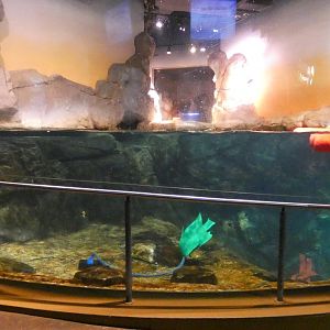 Southern Sea Otter Exhibit, Cold Water Quest - Aug. 2021