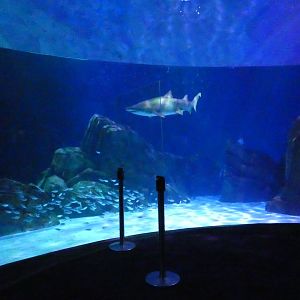 Sharks! Predators of the Deep - Aug. 2021