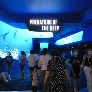 Sharks! Predators of the Deep - Aug. 2021