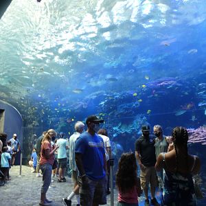 Great Barrier Reef Tank, Tropical Diver - Aug. 2021
